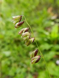 Attēlu rezultāti vaicājumam “Melica nutans flower”