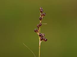 Attēlu rezultāti vaicājumam “Juncus compressus”