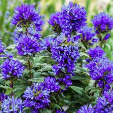 Image result for Campanula affinis