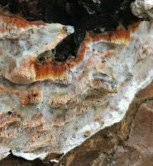 Attēlu rezultāti vaicājumam “Skeletocutis amorpha”