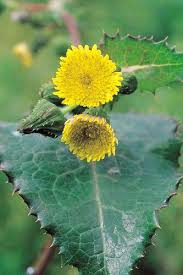 Attēlu rezultāti vaicājumam “Sonchus asper flower”