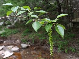 Attēlu rezultāti vaicājumam “Populus simonii”