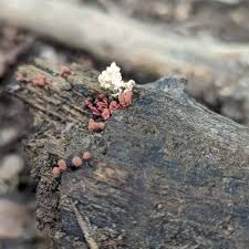 Attēlu rezultāti vaicājumam “Arcyria affinis spores”