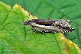 Attēlu rezultāti vaicājumam “Ancylis apicella”