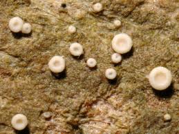 Attēlu rezultāti vaicājumam “Coenogonium pineti”