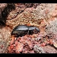 Attēlu rezultāti vaicājumam “Silpha obscura larva”