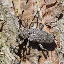 Attēlu rezultāti vaicājumam “Acanthocinus aedilis”