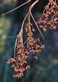 Attēlu rezultāti vaicājumam “Cladium mariscus”