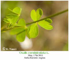 Attēlu rezultāti vaicājumam “Oxalis corniculata fruit”