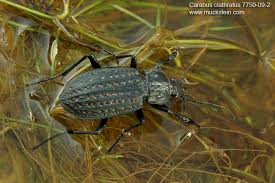 Attēlu rezultāti vaicājumam “Carabus clathratus”