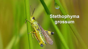 Attēlu rezultāti vaicājumam “Stethophyma grossum”