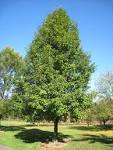 File:Lasdon Arboretum - <b>Pyrus</b>