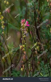 Attēlu rezultāti vaicājumam “Onobrychis arenaria”