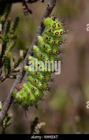 Attēlu rezultāti vaicājumam “Saturnia pavonia larva”