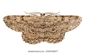 Attēlu rezultāti vaicājumam “Cleora cinctaria”