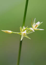 Attēlu rezultāti vaicājumam “Juncus filiformis”