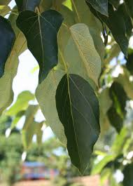 Attēlu rezultāti vaicājumam “Populus laurifolia”