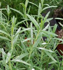 Image result for Rosmarin