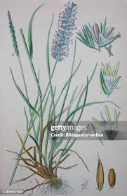 Attēlu rezultāti vaicājumam “Cynosurus cristatus”