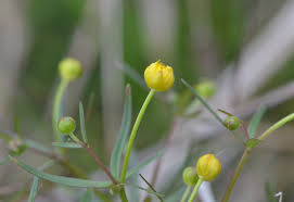 Attēlu rezultāti vaicājumam “Ranunculus auricomus flower”
