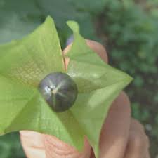 Attēlu rezultāti vaicājumam “Nicandra physalodes fruit”