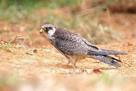 Image result for Falco amurensis