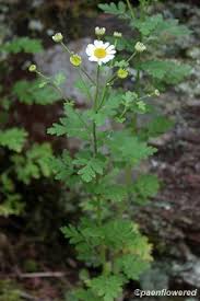 Image result for Tanacetum parthenium
