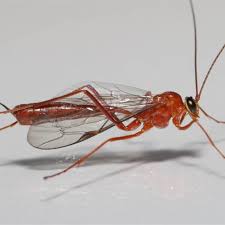 Attēlu rezultāti vaicājumam “Ichneumonidae”