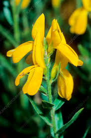 Image result for Genista tinctoria