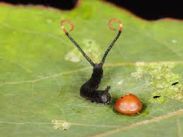 Attēlu rezultāti vaicājumam “Cerura vinula larva”