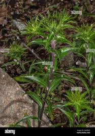 Attēlu rezultāti vaicājumam “Carlina biebersteinii fruit”