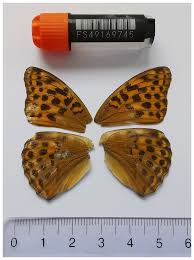Attēlu rezultāti vaicājumam “Argynnis laodice male”