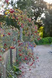 Attēlu rezultāti vaicājumam “Rosa glauca flower”