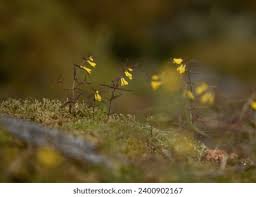 Attēlu rezultāti vaicājumam “Melampyrum sylvaticum flower”