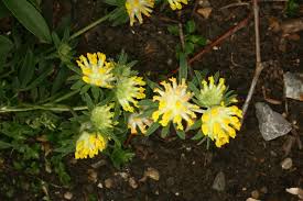 Attēlu rezultāti vaicājumam “Anthyllis maritima”