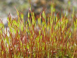 Attēlu rezultāti vaicājumam “sporophyte”