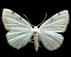 Attēlu rezultāti vaicājumam “Lomographa bimaculata”