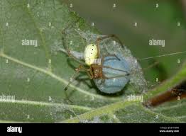Attēlu rezultāti vaicājumam “Phylloneta cocoon”
