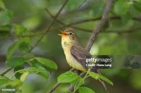 Attēlu rezultāti vaicājumam “Hippolais icterina adult”