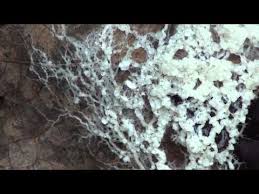 Attēlu rezultāti vaicājumam “Brefeldia maxima plasmodium”