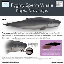 Image result for Kogia breviceps