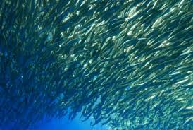 Image result for Chrysoblephus cristiceps