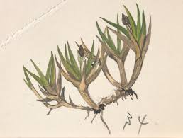 Attēlu rezultāti vaicājumam “Cyperaceae”