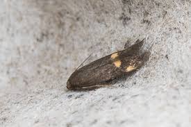 Attēlu rezultāti vaicājumam “Borkhausenia minutella”