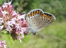 Attēlu rezultāti vaicājumam “Plebejus argyrognomon underside”