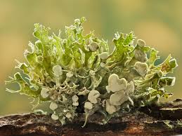 Attēlu rezultāti vaicājumam “Ramalina fastigiata”