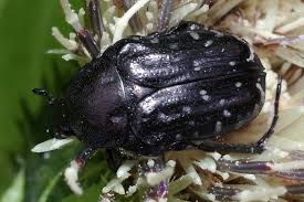 Attēlu rezultāti vaicājumam “Oxythyrea funesta”