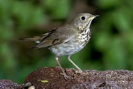 Image result for Catharus minimus