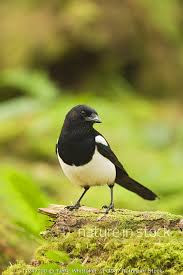 Attēlu rezultāti vaicājumam “Pica pica adult”