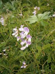 Attēlu rezultāti vaicājumam “Vicia sylvatica leaf”
